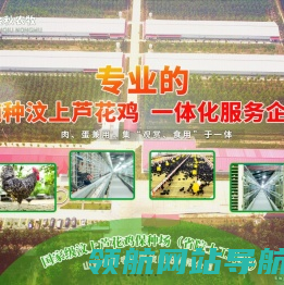 汶上芦花鸡,芦花鸡苗,芦花鸡蛋价格,芦花鸡鸡蛋,芦花鸡种蛋,山东金秋农牧科技股份有限公司
